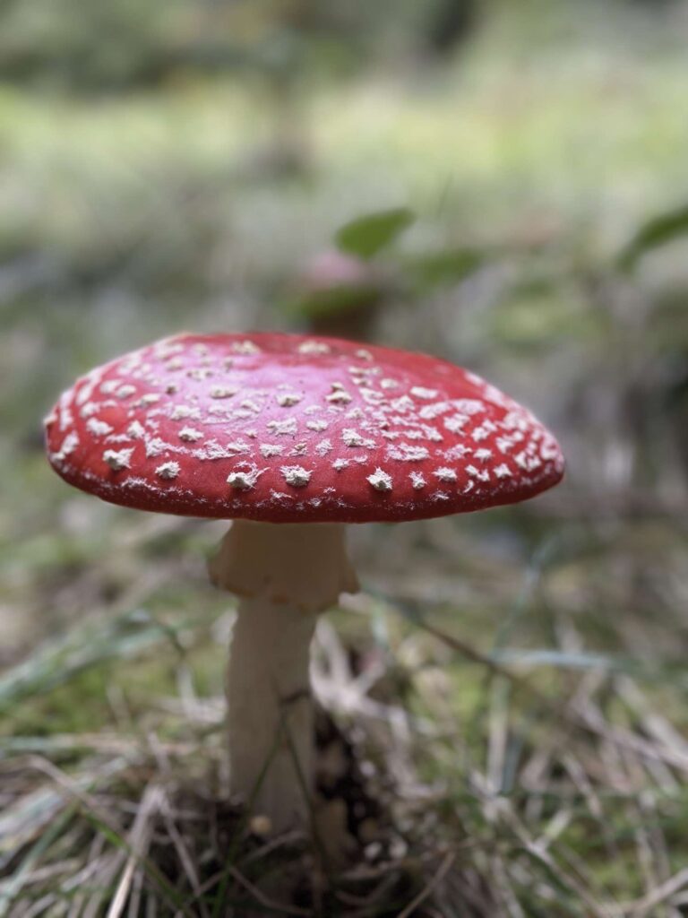 Rød fluesvamp i skovbunden