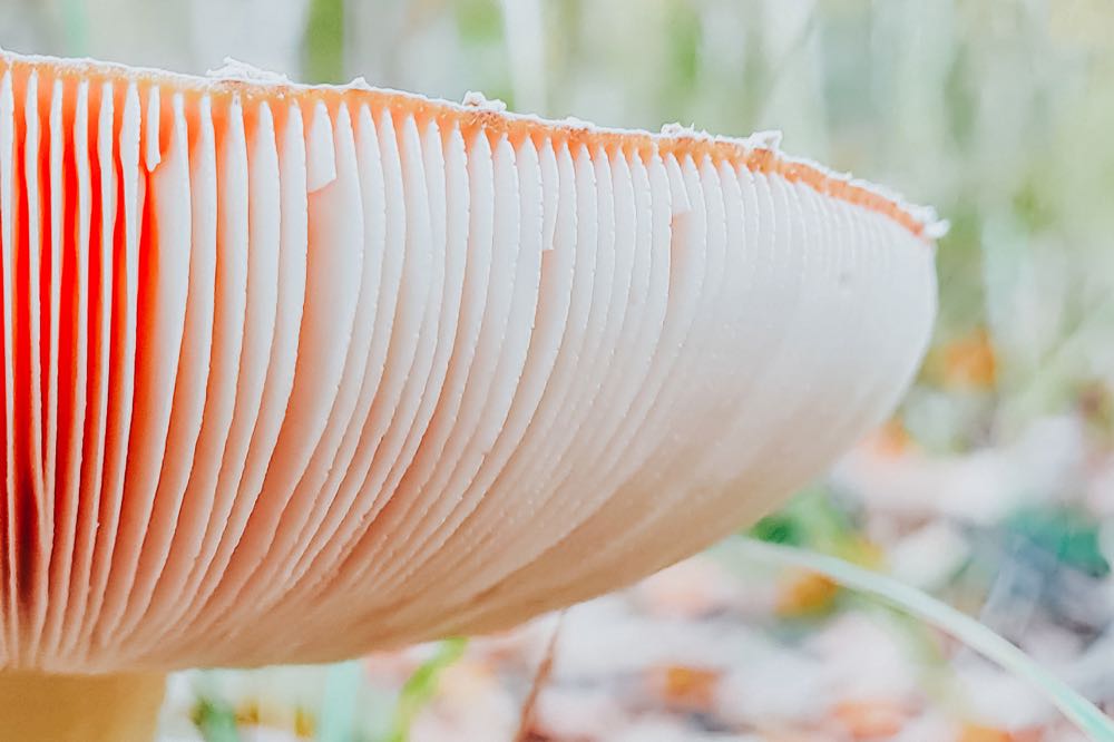 Dangerous fly agaric mushroom close-up. Ingredient for microdosing with psilocybins. Poisoning with poisonous mushrooms. Autumn nature.