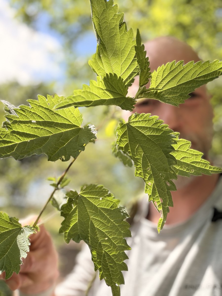 Toppen, som den skal plukkes — de øverste blade, mens de stadig er lysegrønne.