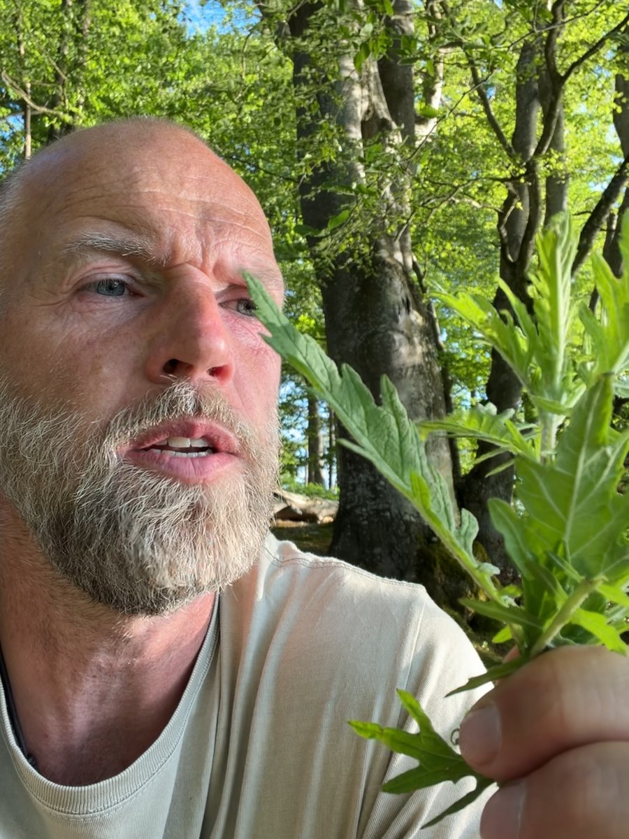 De dybt takkede blade. Planten står, hvor der er fugtigt — grøftekanter, moser, åbredder.