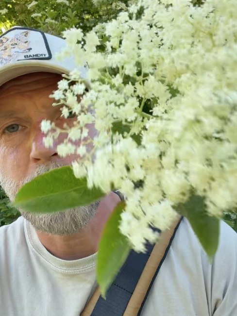 En skærm i fuld blomst. Den plukkes tør og i sol, hvor duften er stærkest.