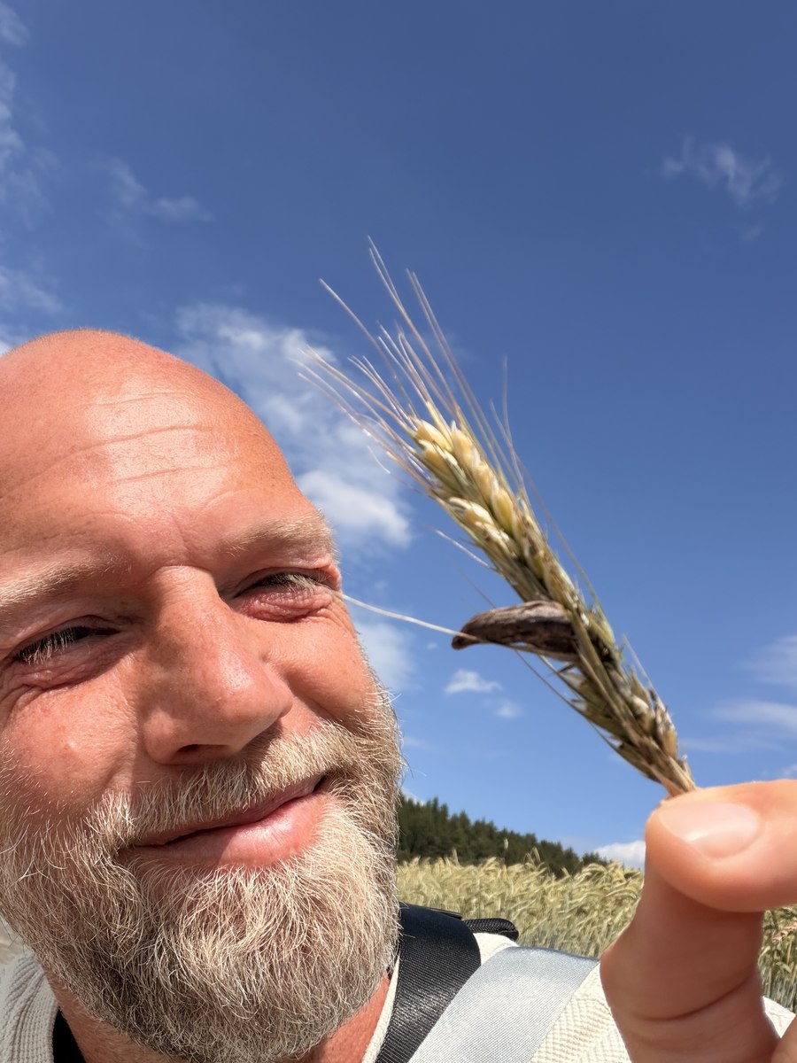 Meldrøjeren i akset: det mørke, krumme horn, hvor der skulle have siddet et korn. Det er ikke en del af planten — det er svampen, der har taget kornets plads.