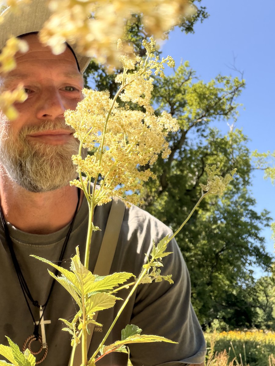 Blomsterstanden — en cremet sky af tusindvis af små blomster.