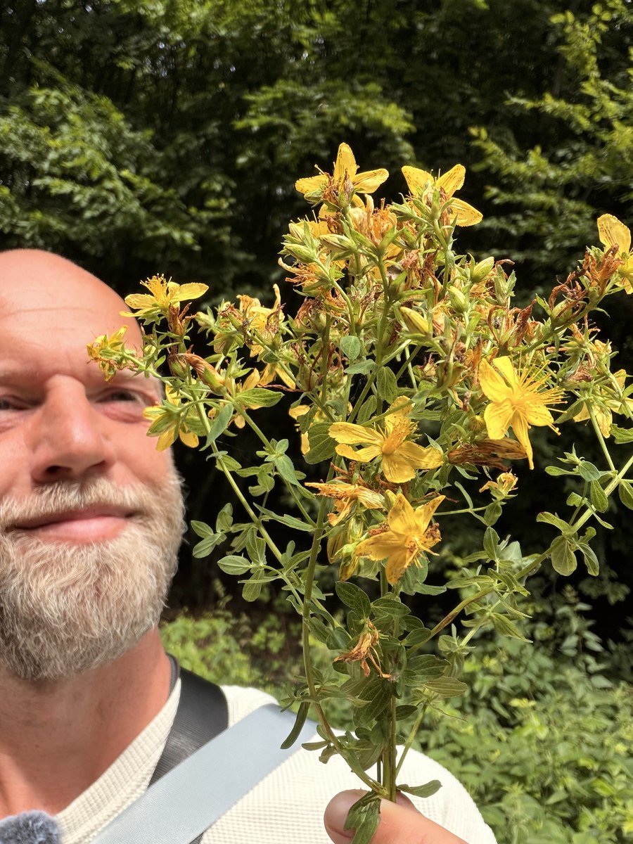 Perikon i fuld blomst omkring Sankthans, hvor den skal plukkes.