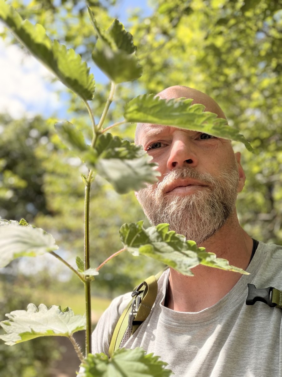 Samme plante i fuld højde. Firkantet stængel og modsatte blade hele vejen op.