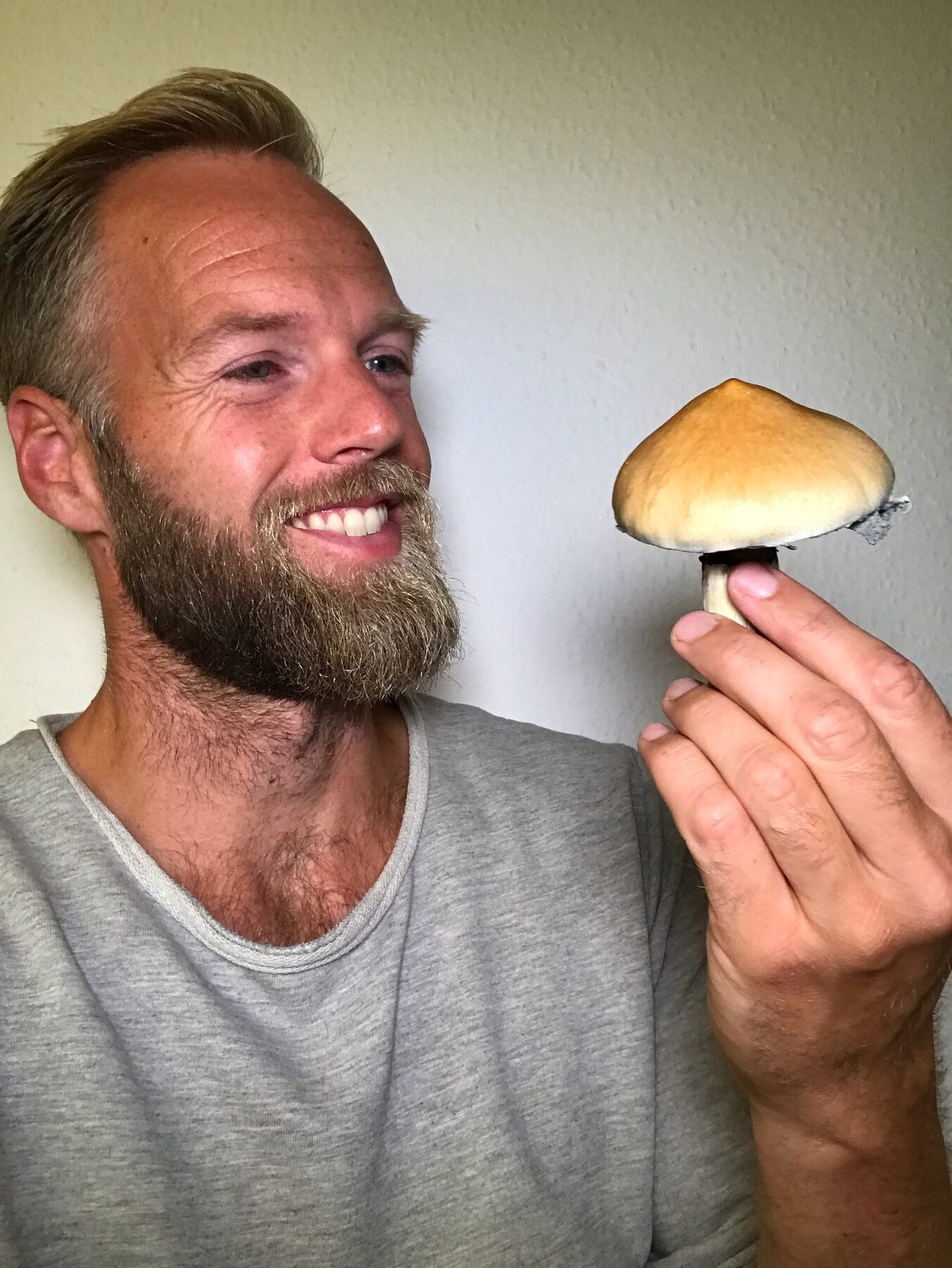 En stor gylden Psilocybe cubensis holdt op ved siden af mit ansigt