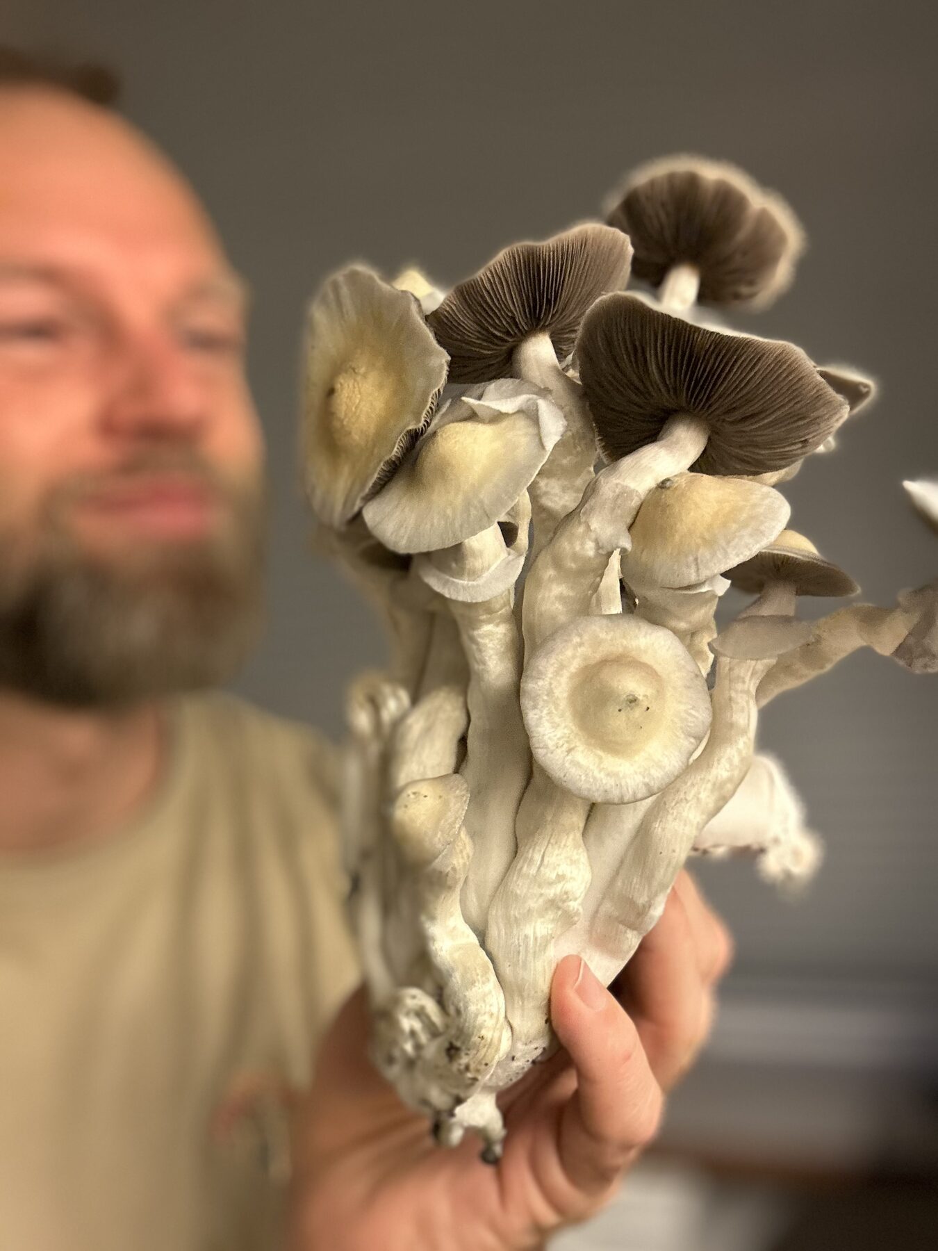 Psilocybe cubensis i min hånd, taget i Holland 2005