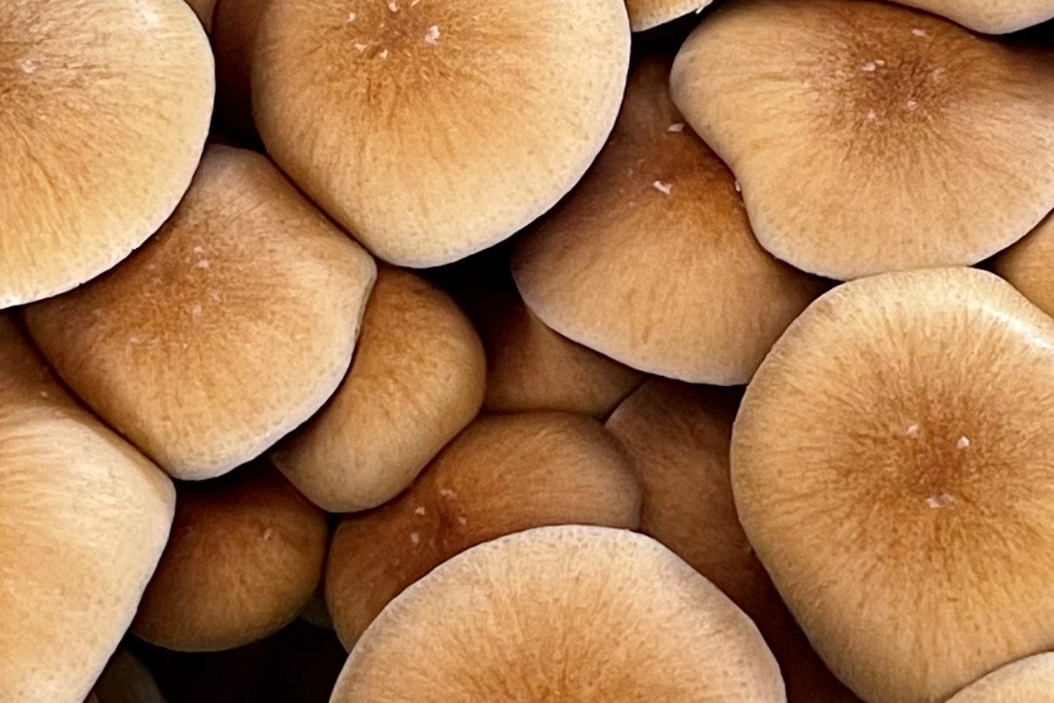 Tæt tag af gyldenbrune Psilocybe cubensis-hatte set ovenfra, fotograferet i Holland