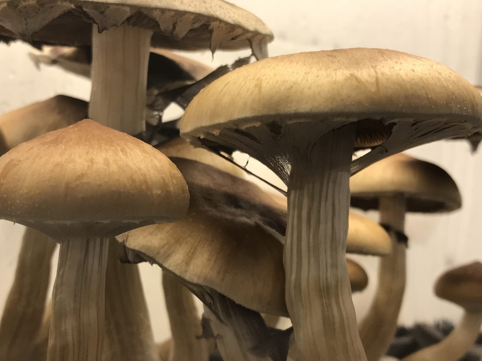 Nærbillede af en gruppe cubensis med kraftige lyse stokke