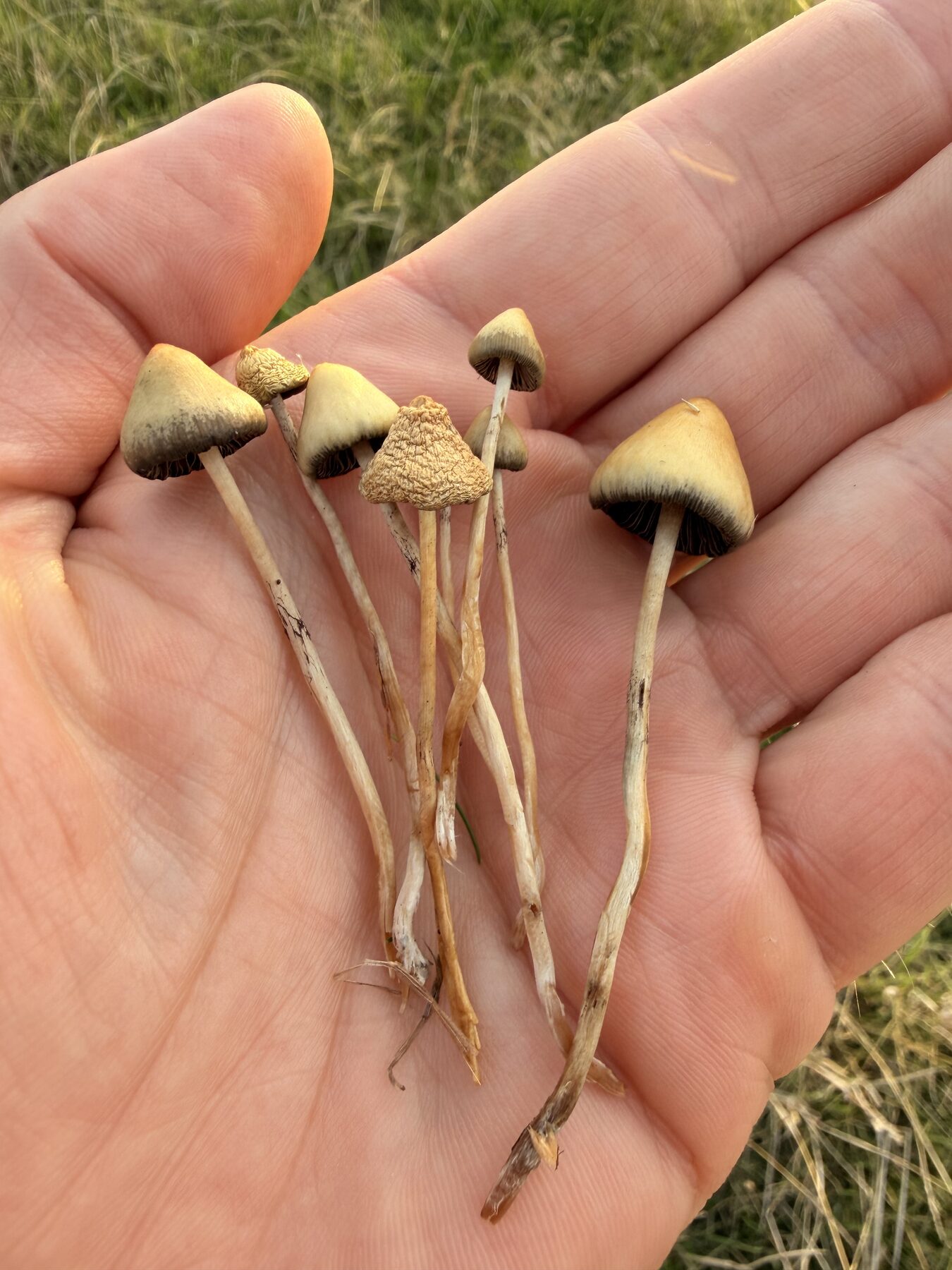 Seks spids nøgenhatte i en åben håndflade, med tydelig spids papil på hatten og mørke lameller