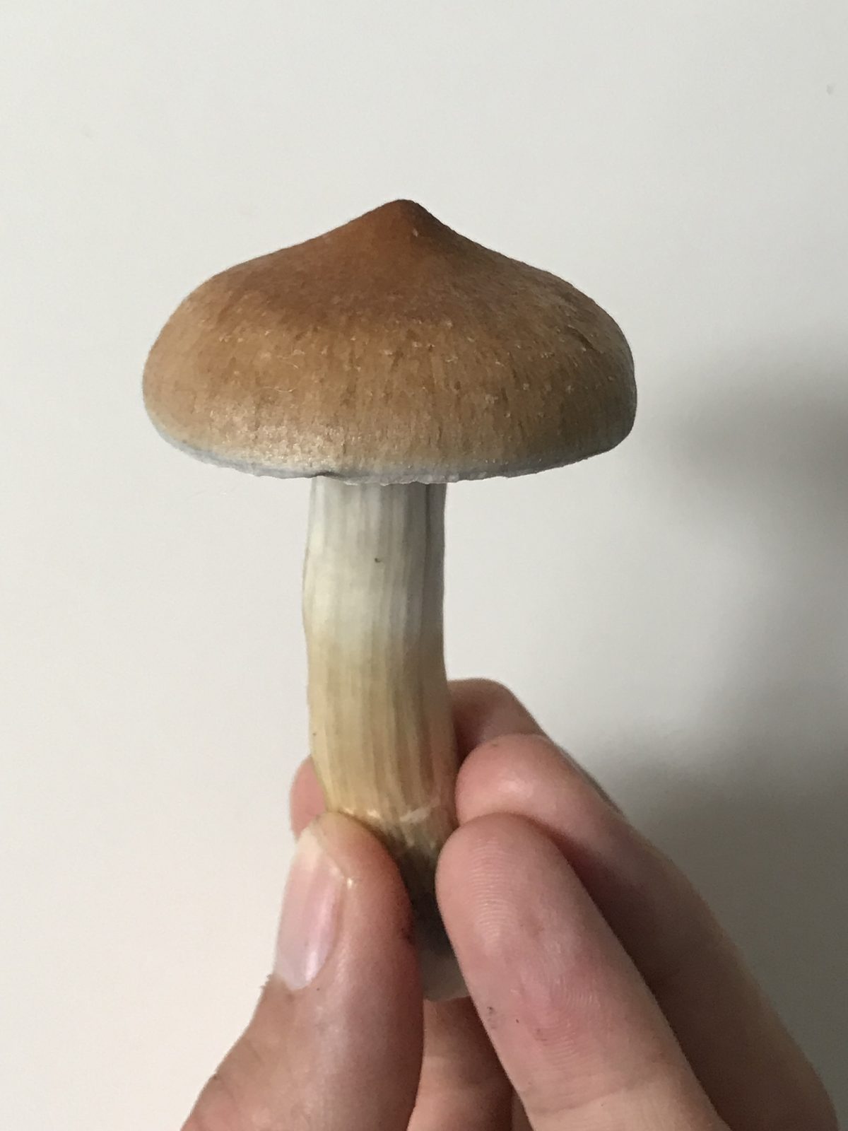 En enkelt cubensis holdt mellem to fingre