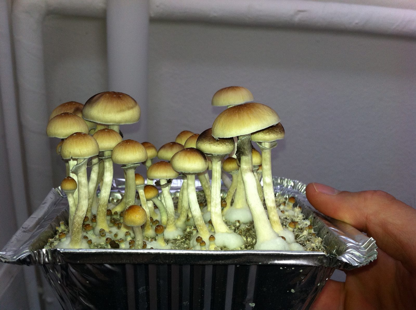 Cubensis dyrket i en leverpostejbakke, Holland 2003