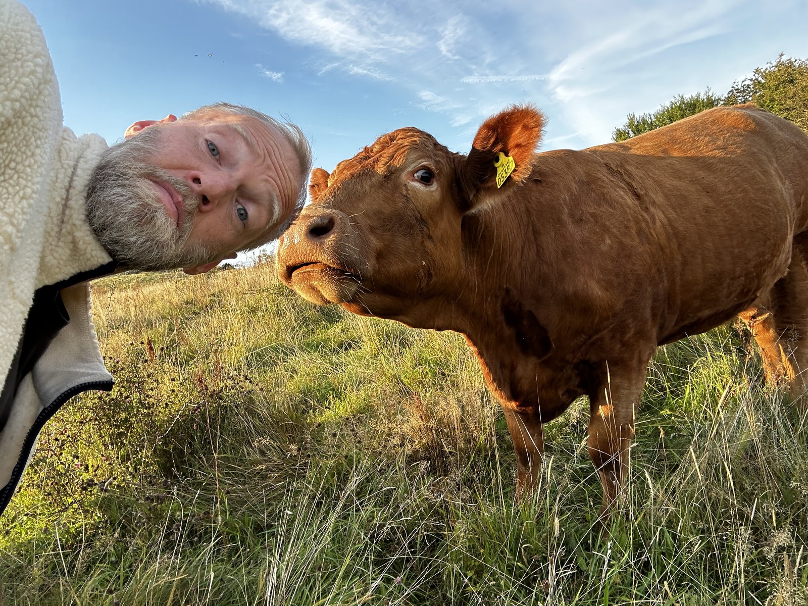 Mig ansigt til ansigt med en nysgerrig rød kalv i en afgræsset mark med højt tuegræs