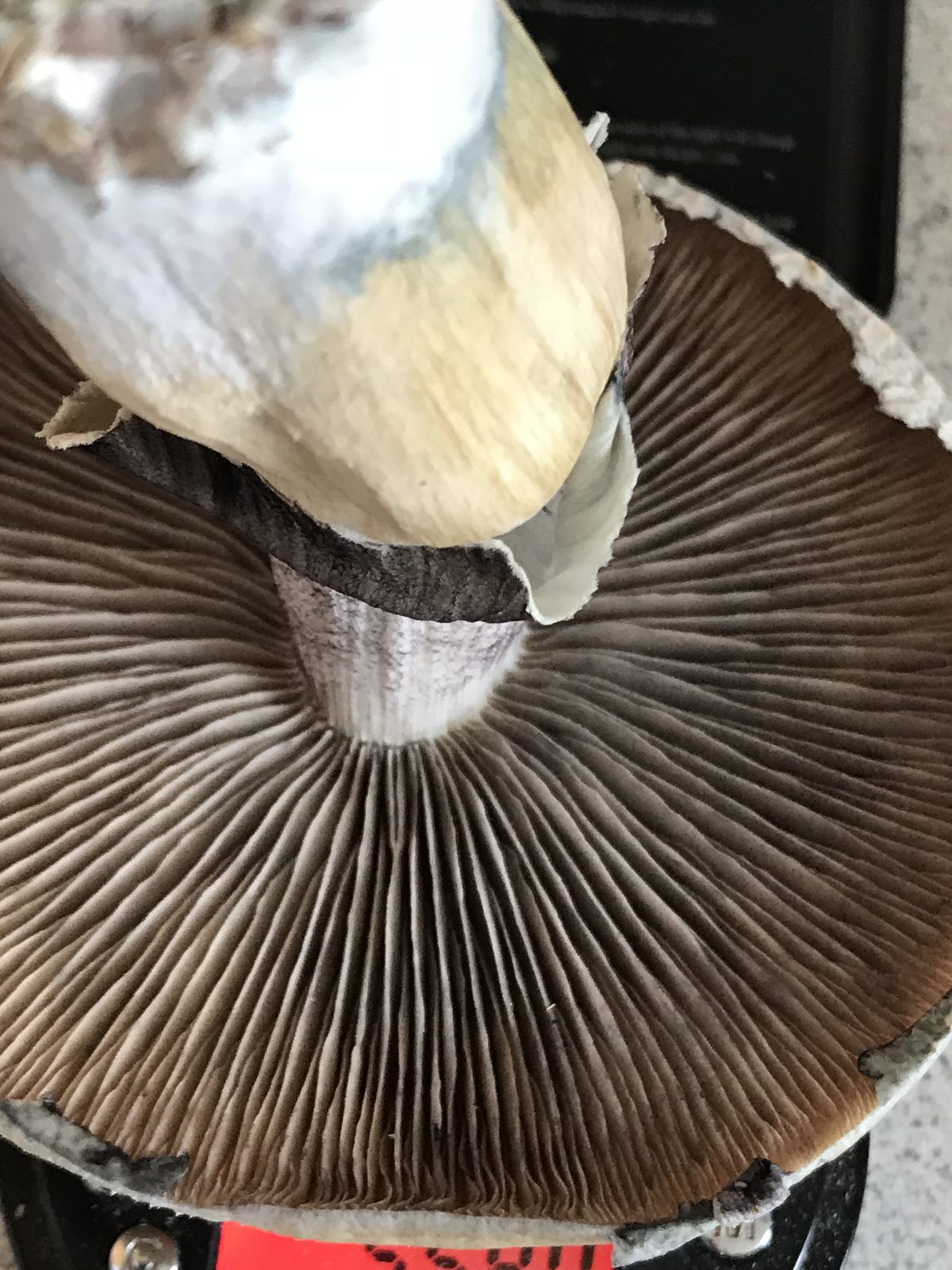 Undersiden af en moden cubensis med mørke lameller og ring på stokken