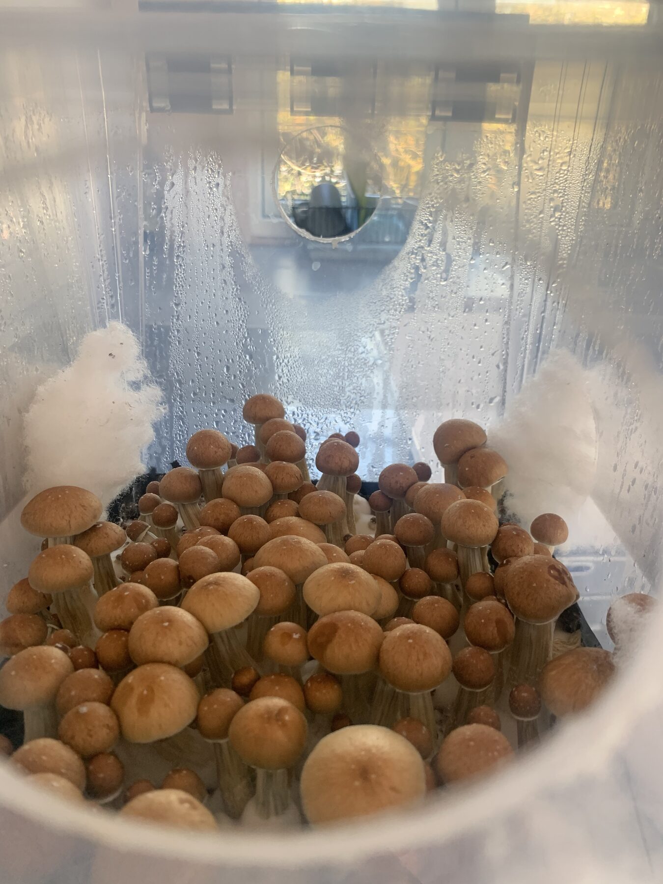 Psilocybe cubensis i en monotub — et tæt hold af karamelbrune hatte under et dugget låg