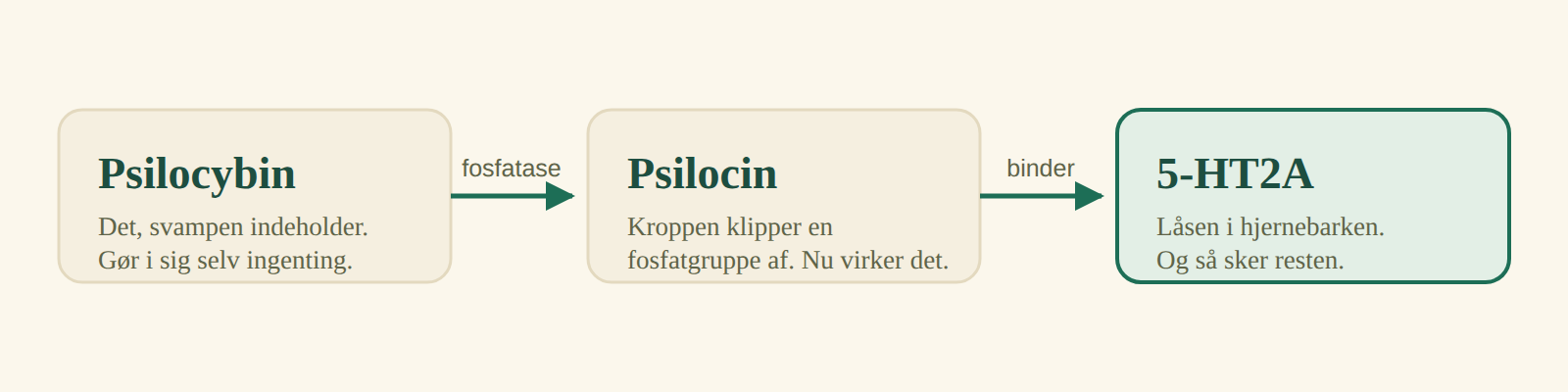Tre trin: psilocybin omdannes af fosfatase til psilocin, som binder til 5-HT2A-receptoren
