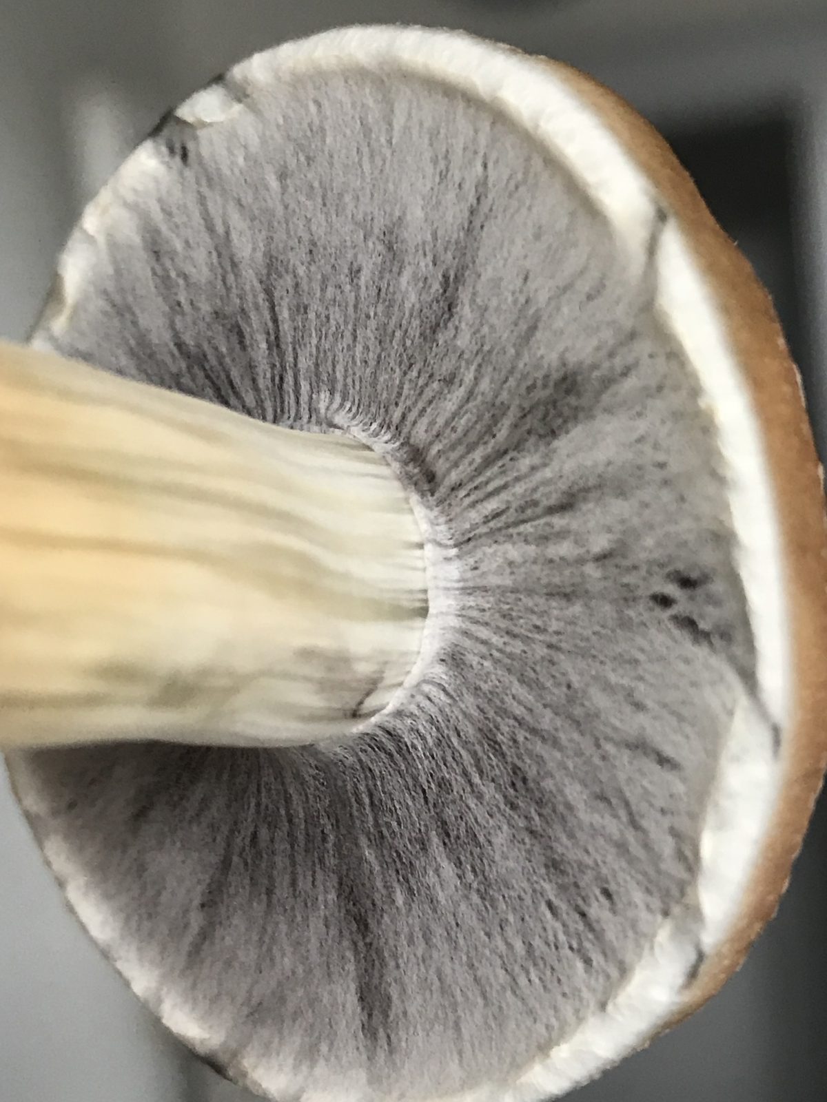 En cubensis-hat lagt med lamellerne nedad og et mørkt purpurbrunt sporeaftryk omkring stokken