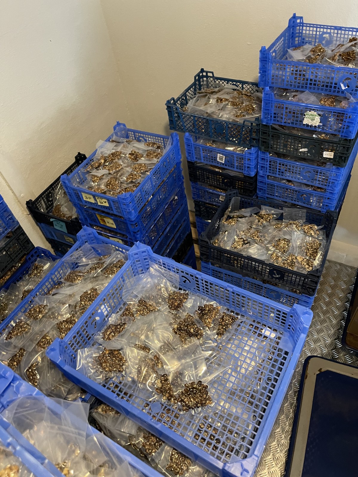 Stablede blå plastkasser fyldt med mærkede klare poser med tørret svampemateriale, fotograferet på et lager