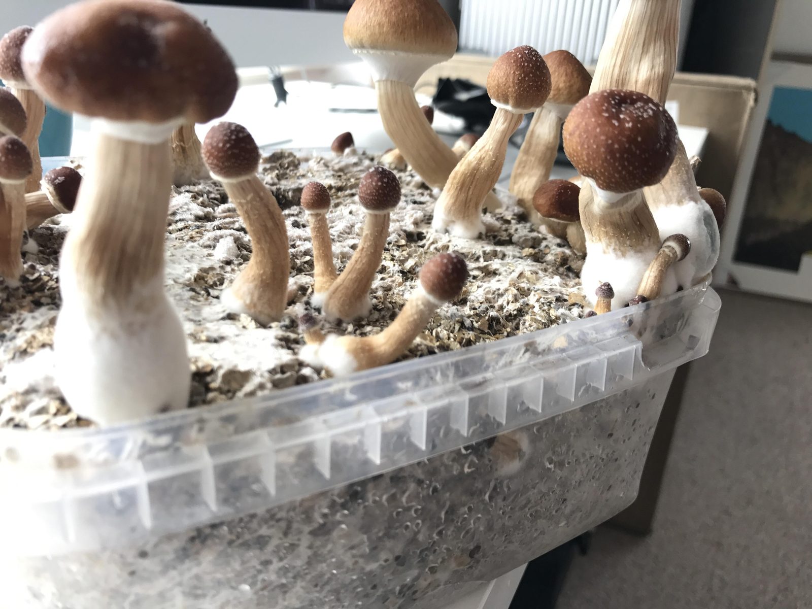 Et dyrkningskit i en foliebakke med en tæt flok små gyldne cubensis