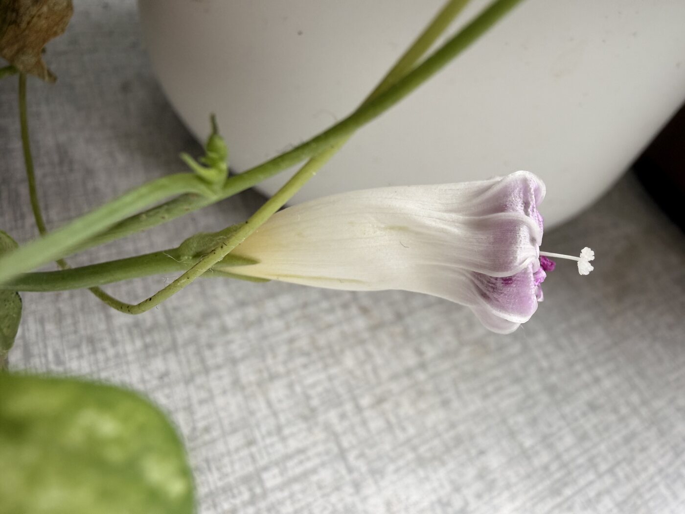 Samme blomst sidst på eftermiddagen. Den ruller sig sammen om sig selv og åbner sig aldrig igen — hver blomst får én dag. Klokkeslættet er den sikreste bestemmelse, der findes.