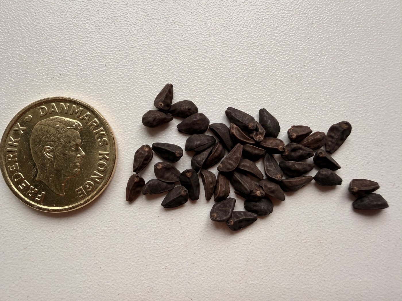 Frøene ved siden af en tikrone, der er godt 23 mm på tværs. Sorte, kantede, omkring fem millimeter. Det var dem, aztekerne kaldte *tlitliltzin* — og det er dem, svampen rejser med.