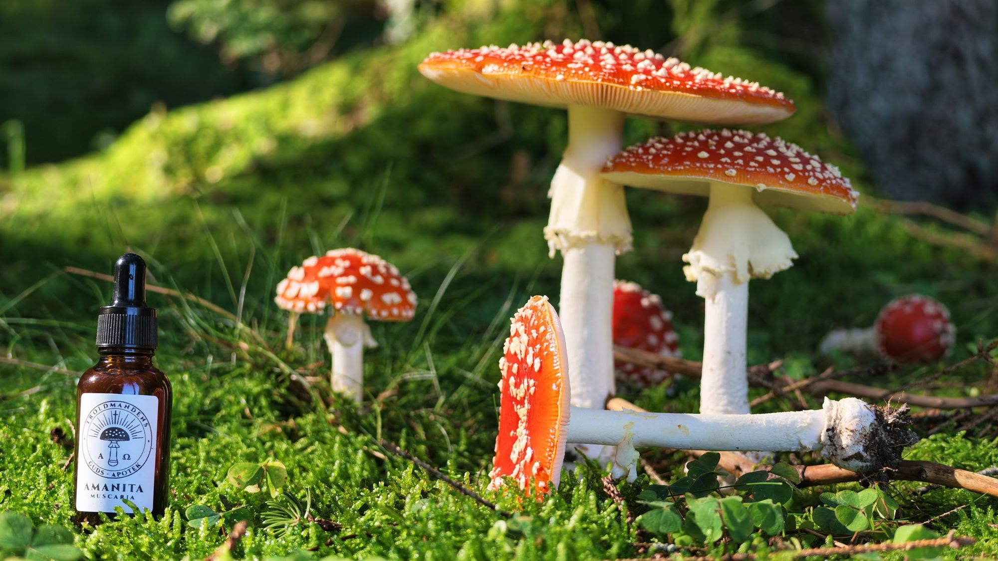 Mit ekstrakt i skovbunden med Amanita omkring sig